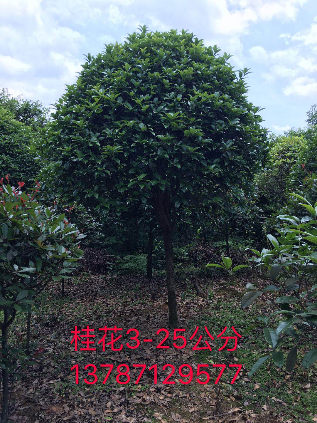 五角枫种子